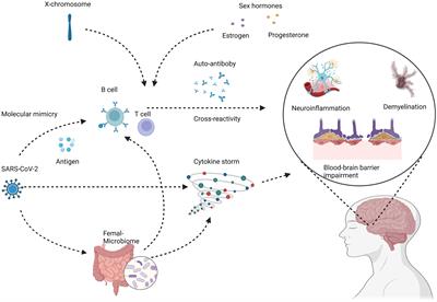 Neurological risks of COVID-19 in women: the complex immunology underpinning sex differences